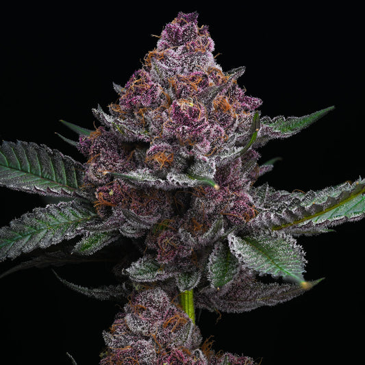 Cherry Poppers (Barneys Farm) feminisiert