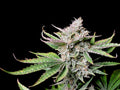 Cherry Cola Auto (FastBuds) Cannabis Samen von MischSeeds