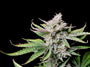 Cherry Cola Auto (FastBuds)