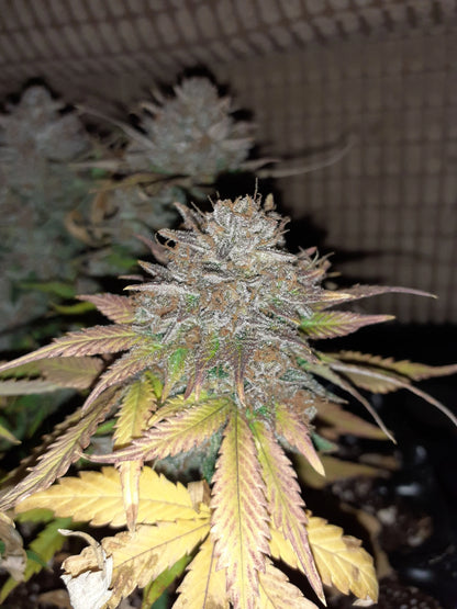 Cherry Cola Auto (FastBuds)