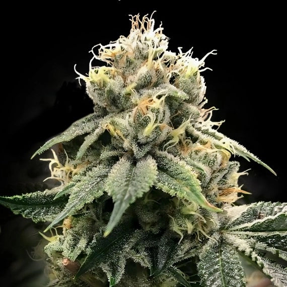 C.T.S. aka Chocolate Truffle Shuffle (DNA Genetics) Regulär Cannabis Samen von DNA Genetics