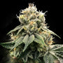 C.T.S. aka Chocolate Truffle Shuffle (DNA Genetics) Regulär