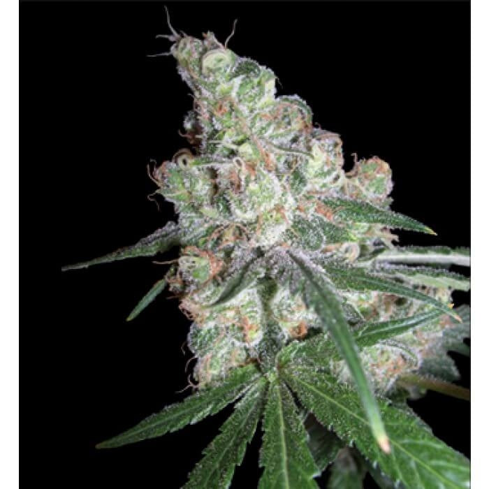 White Chocolope (DNA Genetics) feminisiert Cannabis Samen von DNA Genetics