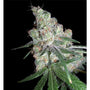 White Chocolope (DNA Genetics) feminisiert