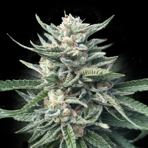 Chocolope 256 (DNA Genetics) Regulär Cannabis Samen von DNA Genetics