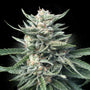 Chocolope 256 (DNA Genetics) Regulär
