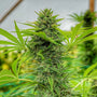 Clementine Slush (The Cali Connection) Feminized