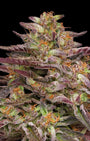 COB Salad (Humboldt Seed Co.) feminized