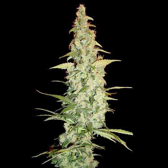 Cole Train (DNA Genetics) feminisiert Cannabis Samen von DNA Genetics