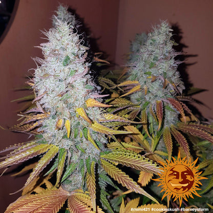 Cookies Kush (Barneys Farm) feminisiert Cannabis Samen von Barney's Farm