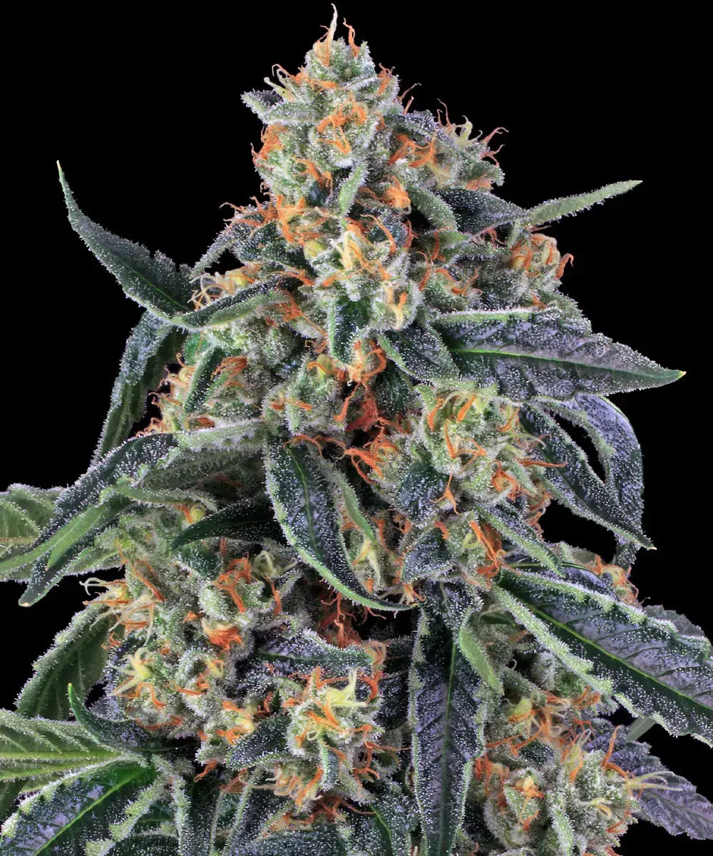 Cookies Kush (Barneys Farm) feminisiert Cannabis Samen von Barney's Farm