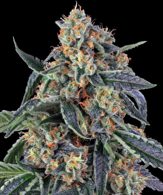 Cookies Kush (Barneys Farm) feminisiert Cannabis Samen von Barney's Farm