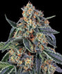 Cookies Kush (Barneys Farm) Feminized