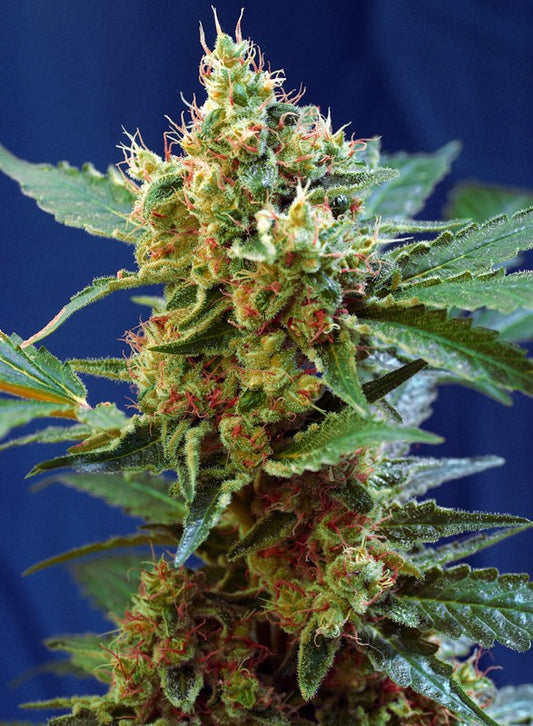 Cream Mandarine XL Auto (Sweet Seeds)