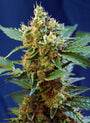 Cream Mandarine XL Auto (Sweet Seeds)