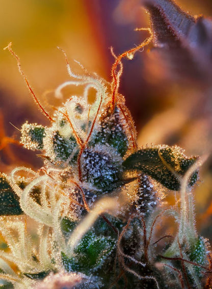 Cream Mandarine XL Auto (Sweet Seeds)