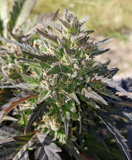 Creme Bubbly Auto (Mephisto Genetics)
