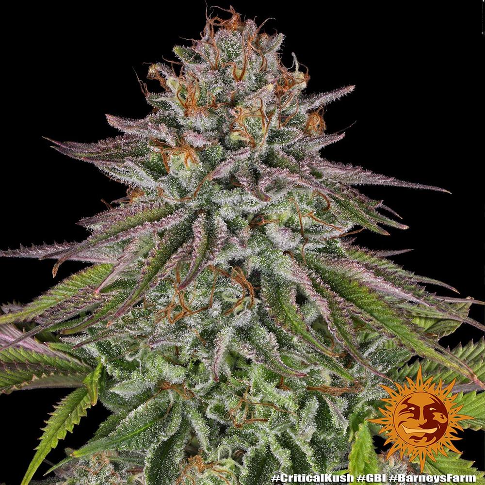 Critical Kush (Barneys Farm) feminisiert Cannabis Samen von Barney's Farm