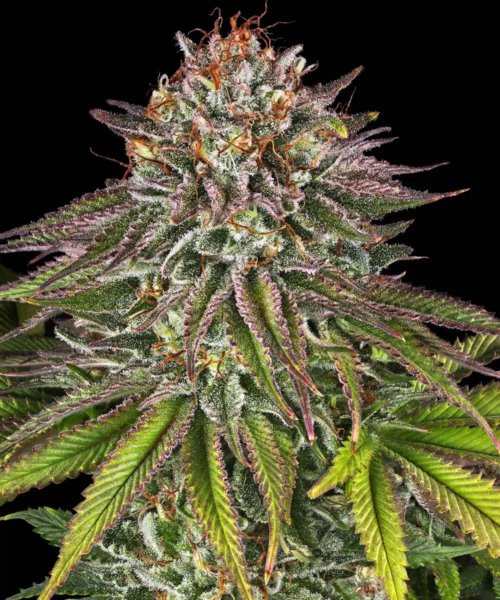Critical Kush (Barneys Farm) feminisiert Cannabis Samen von Barney's Farm