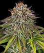 Critical Kush (Barneys Farm) feminised