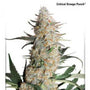 Critical Orange Punch (Dutch Passion) feminisiert