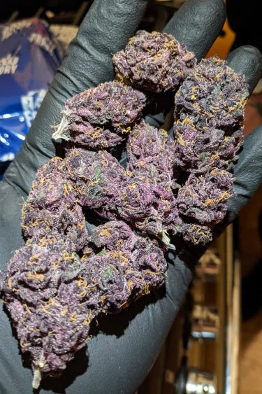 Blackberry Auto (FastBuds) Cannabis Samen von FastBuds