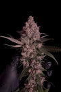 Purple Lemonade FF (FastBuds) Feminized