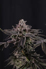 Z42 Ltd (FastBuds) Feminized