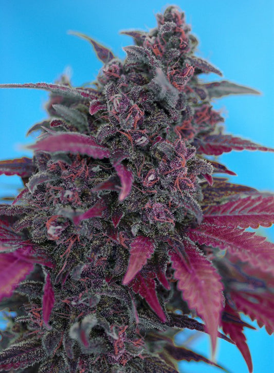 Dark Devil Auto (Sweet Seeds)
