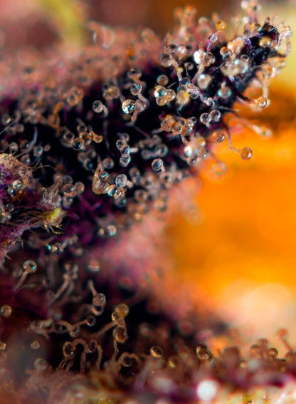 Dark Devil Auto (Sweet Seeds)