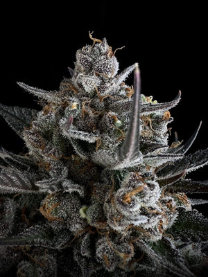 Pound Cake Auto (FastBuds) Cannabis Samen von Fastbuds