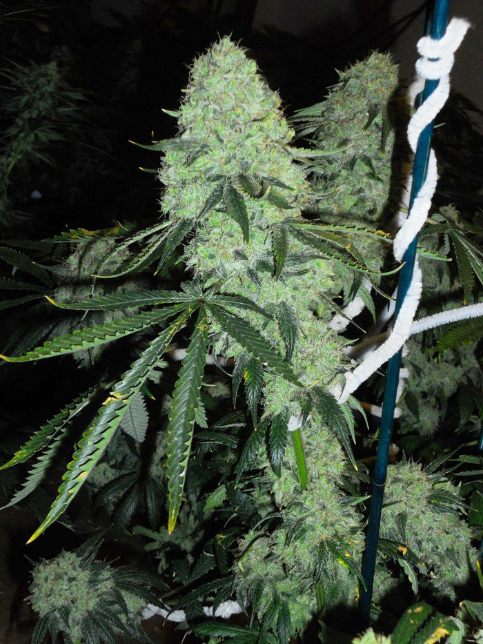 Deadhead OG (The Cali Connection) feminisiert