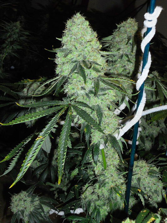 Deadhead OG (The Cali Connection) feminisiert