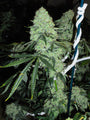 Deadhead OG (The Cali Connection) feminized