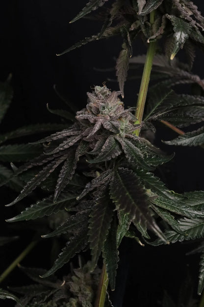 Z42 Ltd (FastBuds) feminisiert