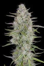 Wedding Cheesecake Auto (FastBuds) Cannabis Samen von FastBuds