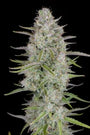 Wedding Cheesecake Auto (FastBuds)