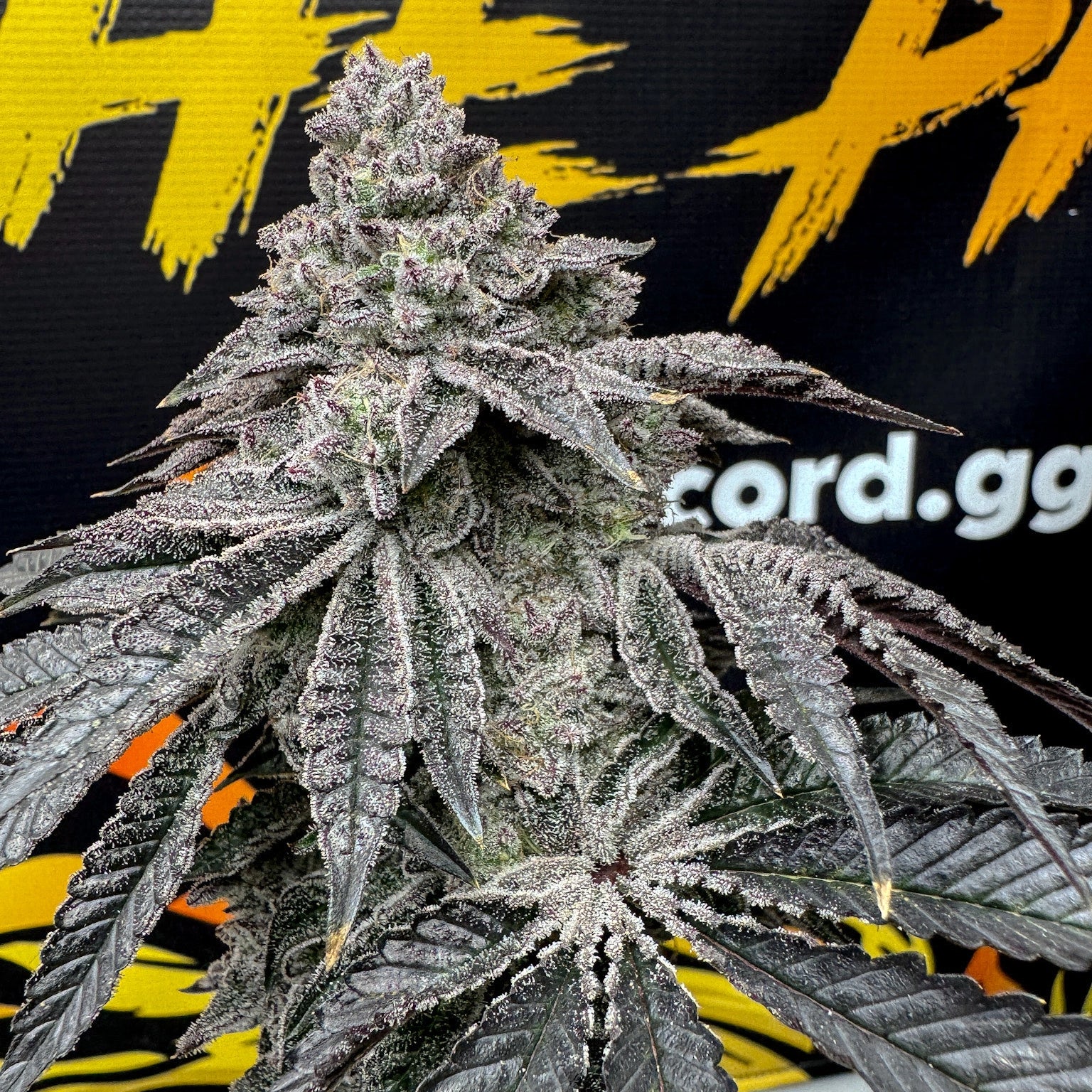Dirty Water (Solfire Gardens) feminisiert Cannabis Samen von Solfire Gardens