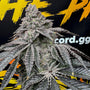 Dirty Water (Solfire Gardens) Feminized