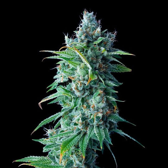 24K Gold (DNA Genetics) feminisiert Cannabis Samen von DNA Genetics