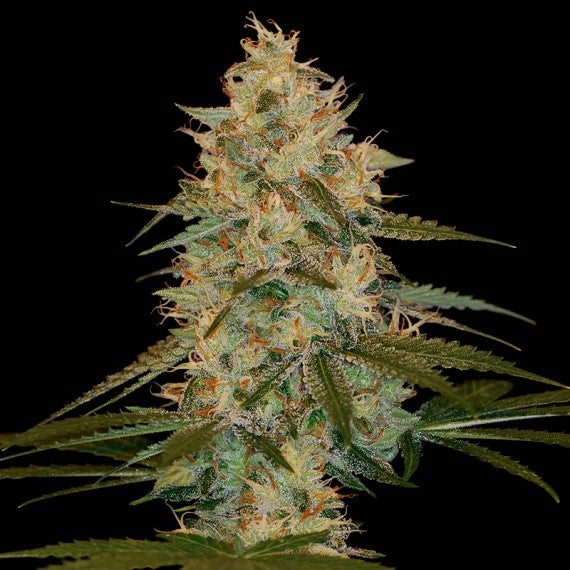 Chocolope Kush (DNA Genetics) feminisiert Cannabis Samen von DNA Genetics