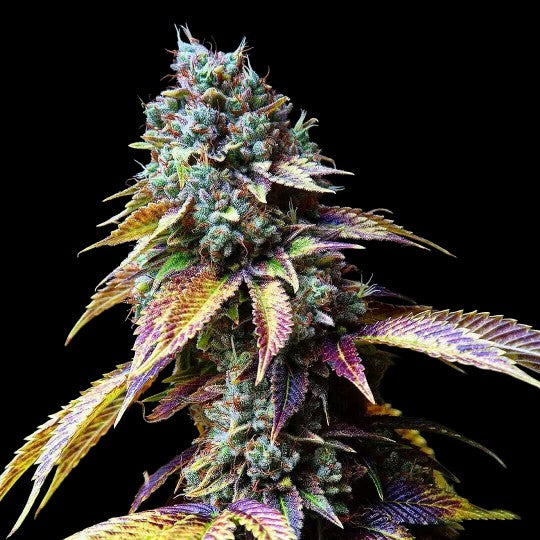 L.A. Confidential (DNA Genetics) feminisiert Cannabis Samen von DNA Genetics