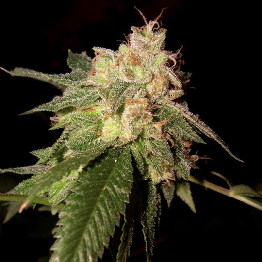 OG Kush (DNA Genetics) feminisiert Cannabis Samen von DNA Genetics