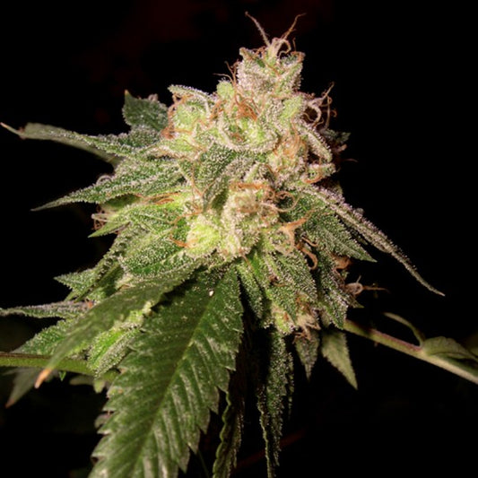 OG Kush (DNA Genetics) feminisiert Cannabis Samen von DNA Genetics