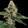 RP43 S1 (aka Richard Petty) feminized