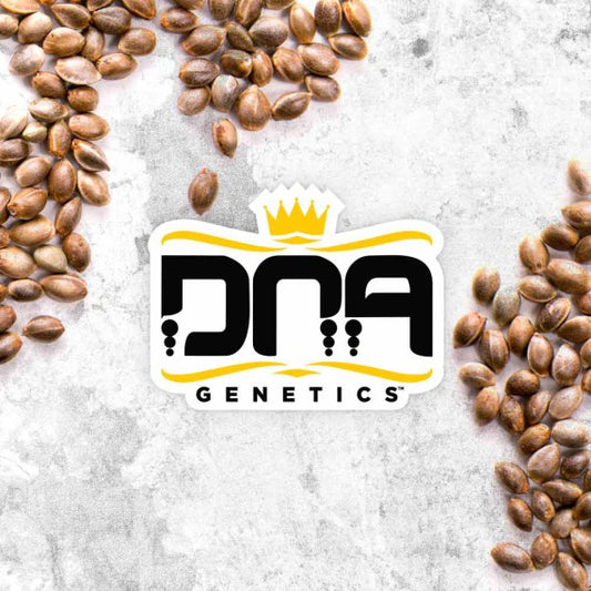 DNA Mix Pack (DNA Genetics) feminisiert