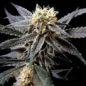 Strawberry Banana (DNA Genetics) feminisiert Cannabis Samen von DNA Genetics