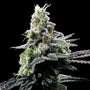 Purple Kosher (DNA Genetics) feminisiert