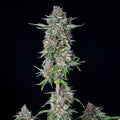 Do-si-dos Auto (Royal Queen Seeds) Cannabis Samen von MischSeeds