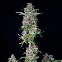Do-si-dos Auto (Royal Queen Seeds) Cannabis Samen von MischSeeds